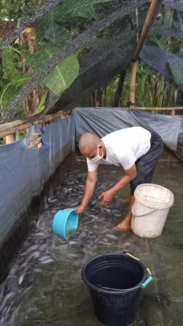 Budidaya Ikan Lele KWT Sapta Bakti tahun 2020